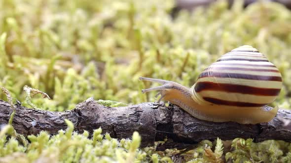 Snail Slowly Creeping Along on Green Moss