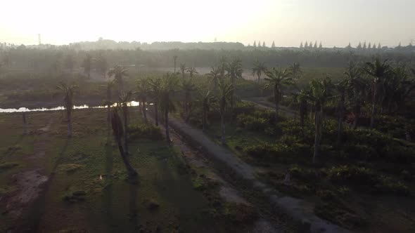 Sunrise morning view of oil palm tree