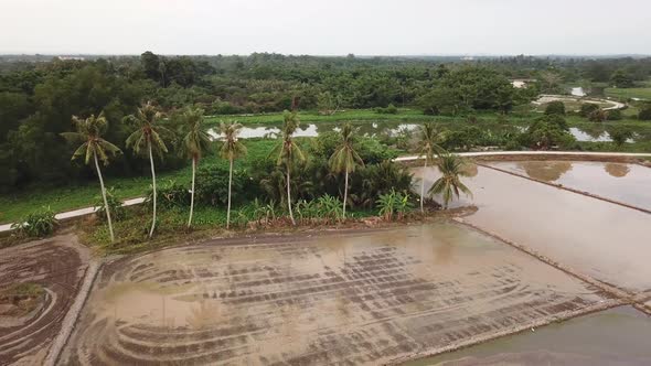 Orbit shot of coconut tree over the rice paddy field 