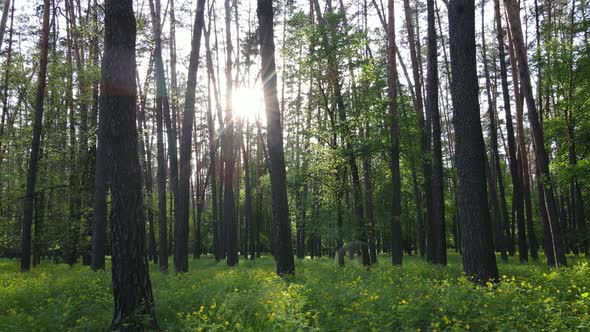 Summer Forest with Pine Trees Slow Motion