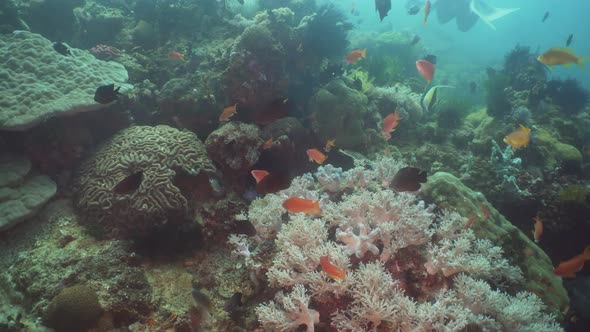 Coral Reef and Tropical Fish. Philippines, Mindoro