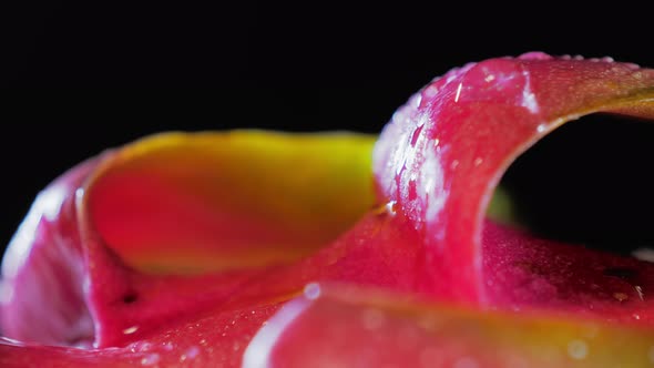 Wet Pitahaya Dragonfruit on a Black Background Closeup