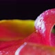 Wet Pitahaya Dragonfruit on a Black Background Closeup - VideoHive Item for Sale