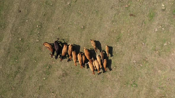 Cows Running On A Meadow