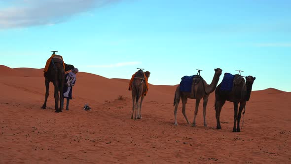 Bedouins in Traditional Dress Leading Camels Through the Sand in Desert