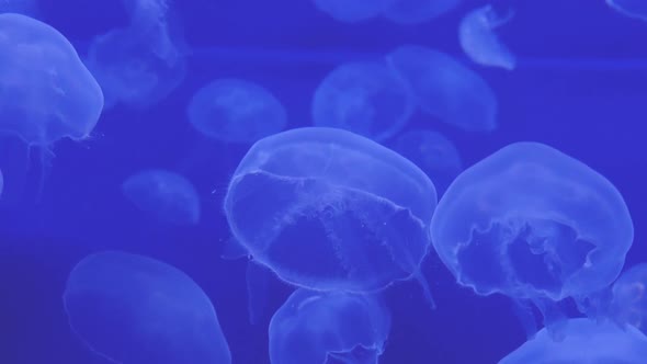 Moon Jellyfish in Slow Motion