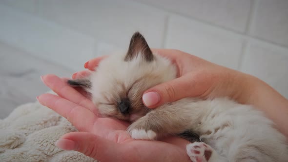 Close Up View of Woman Holding Cute White Little Sleeping Baby Cat