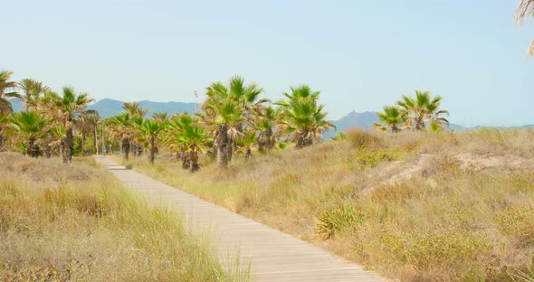 Summer Scenery With Wooden Walkway Between Palm Trees In Castellon, Spain - panning