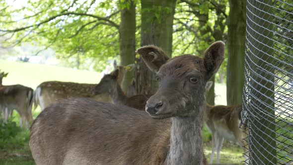 Vulnerable fallow gullible deer looking out for predators
