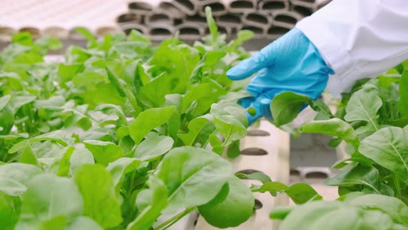 handheld female farmer wear CU gloved hands holding a seedling checking vegetable in plants rack row