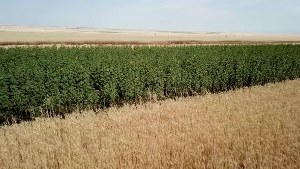 Agriculture Sunflower Plantation