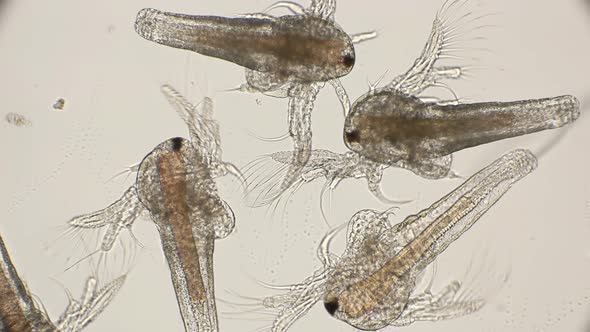 Movement Larvae, Nauplios Artemia Salina