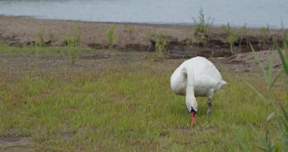 Swan eat grass in the park