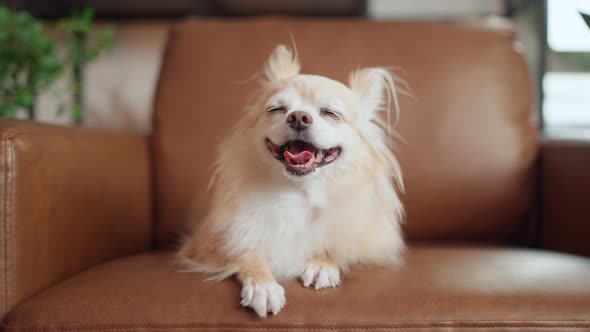 cute tongue out chihuahua smiling dog relax on sofa at living room home isolation ideas concept
