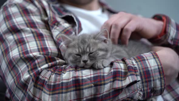 Caucasian Male Holds Small Cute Gray Scottish Straight Kitten in Arms That Falls Asleep at Home on
