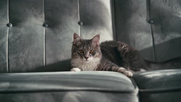 Portrait of an Adorable Grey Cat Lying on a Couch