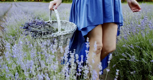 Close Up Female with Wicker Basket Walk in Blooming Lavender Field on Summer Day. Slow Motion Move