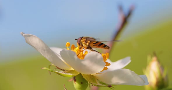 Hoverflies Flower Flies or Syrphid Flies Insect Family Syrphidae