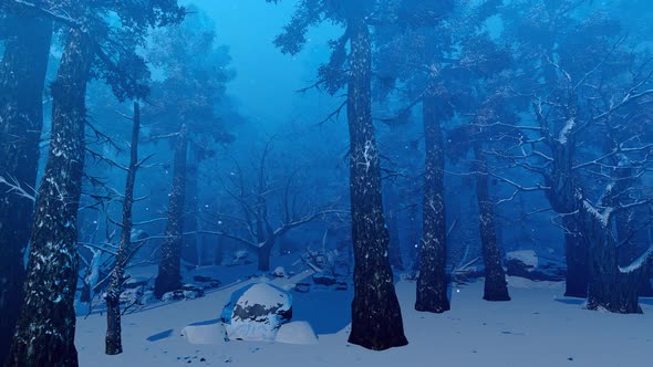 Dark Winter Forest