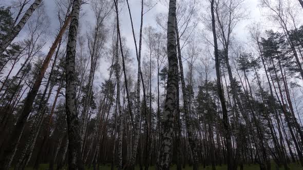 Forest with Birches in the Afternoon