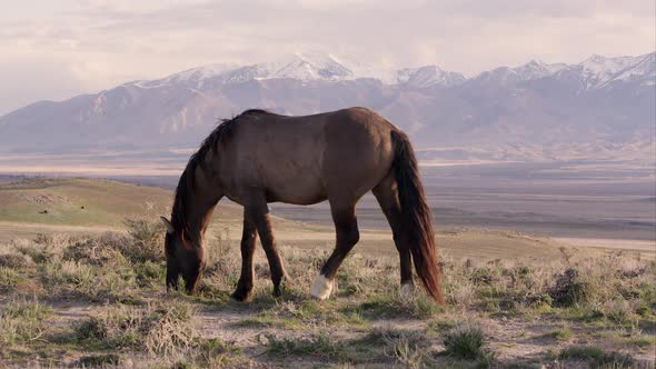 View of wild horse on the horizon with snow capped mountains in the distance.