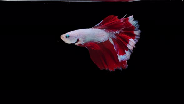 Siamese fighting fish (Betta splendens) alt