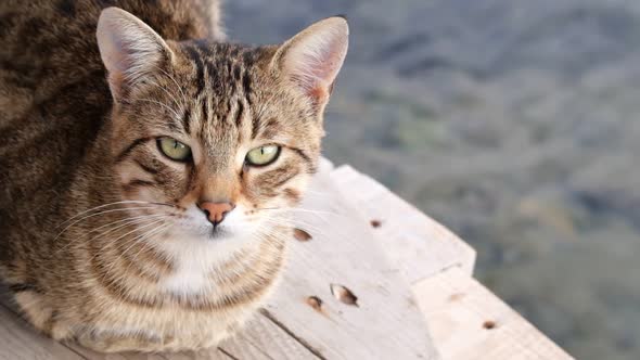 Cute tabby cat is lying down on wooden floor at outside beside sea