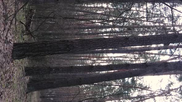 Vertical Video of Trees in a Pine Forest Slow Motion