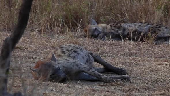 Two hyenas enjoy restful slumber