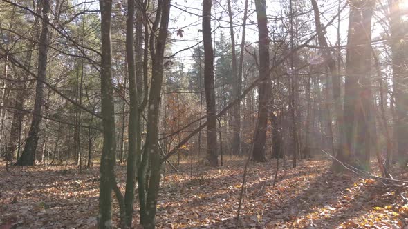 Forest with Trees in an Autumn Day