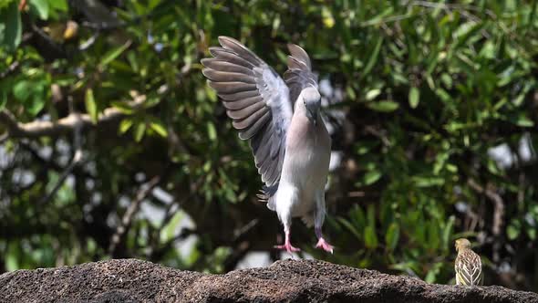 African Mourning Dove, streptopelia decipiens, Adult in flight, Baringo lake in Kenya, slow motion