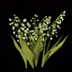 Growing lily of the valley flowers - VideoHive Item for Sale