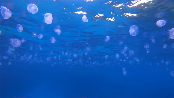 Underwater Tropical Corals Reef Jellyfish