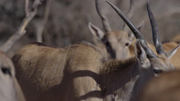 african elan african prey walking around herd