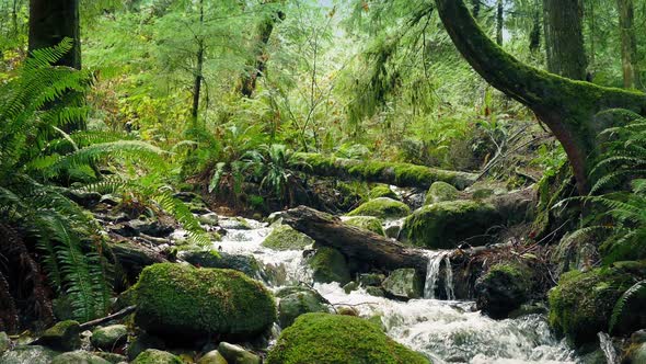 Scenic Forest River Moving Shot