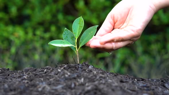 Slow Motion Shot  Hand Giving Water to Plant