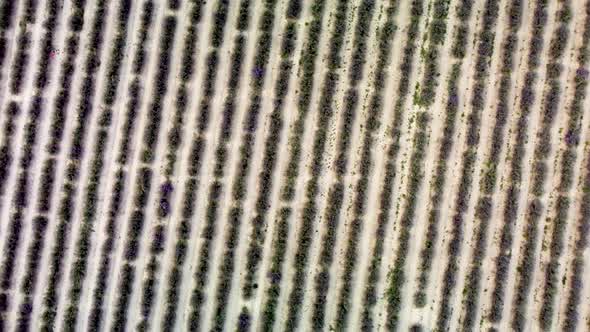 Lavender Field Aerial View