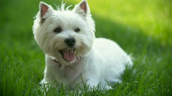 West Highland White Terrier Portrait