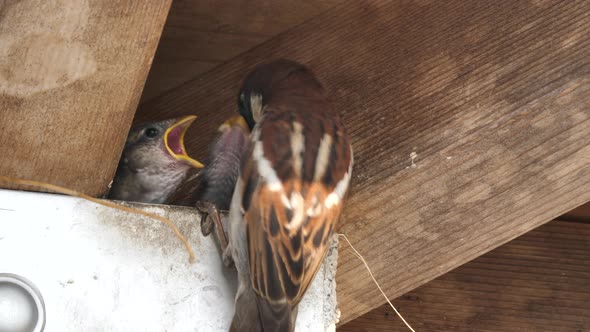 Eurasian Tree Sparrow Bird Feeds Chicks.