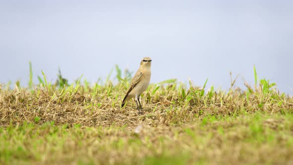 Northern Wheatear