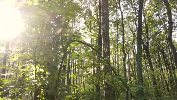 Forest with Trees in the Fall During the Day