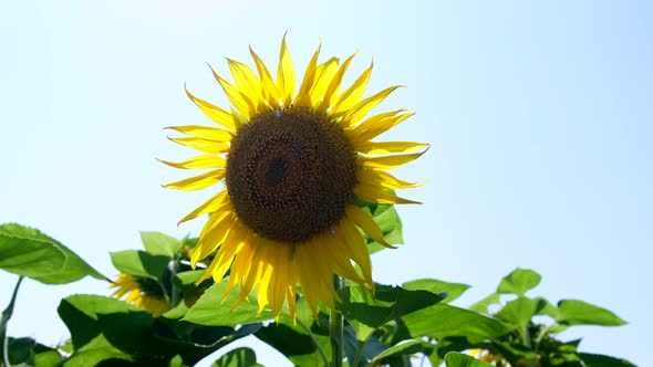 Sunflower on the field with a glare from the sun in the frame. Slow motion.