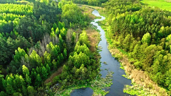 Summer blue lake and green forest, aerial view