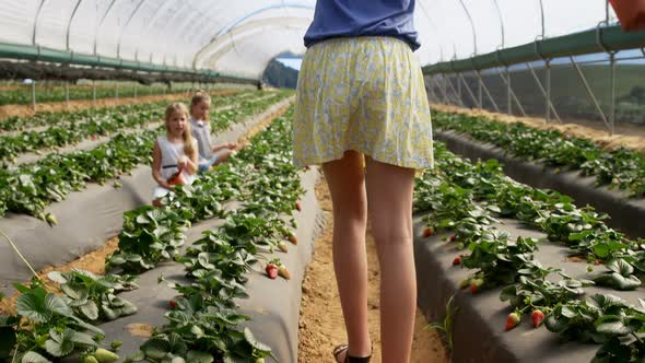 Girls plucking strawberries in the farm 4k