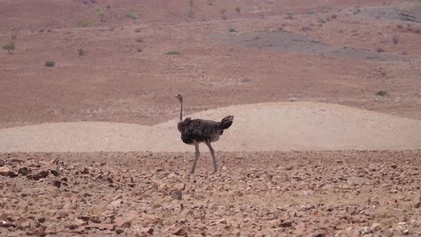 Ostrich walks on a dry savanna 