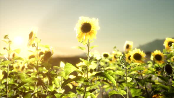 Sunflower Field on a Warm Summer Evening