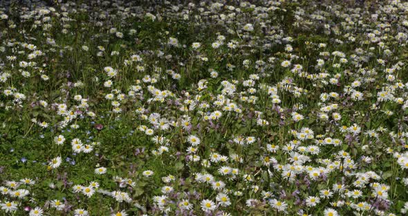 Field of common European species of daisies.