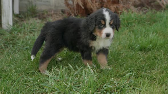 Adorable curious Burnese Mountain dog sits in the grass near a front porch