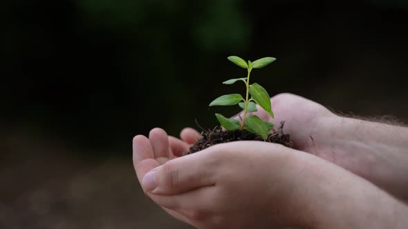 Holding Green Plant in Hands 83