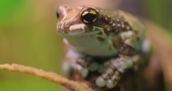 Mission Golden-eyed Tree Frog or Amazon Milk Frog (Trachycephalus Resinifictrix) Is a Large Species